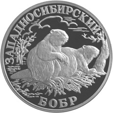 Западносибирский бобр