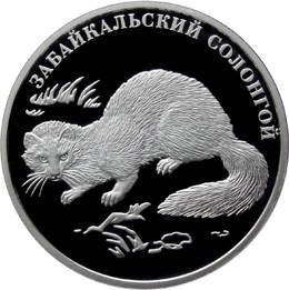 Забайкальский солонгой