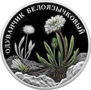 Одуванчик белоязычковый
